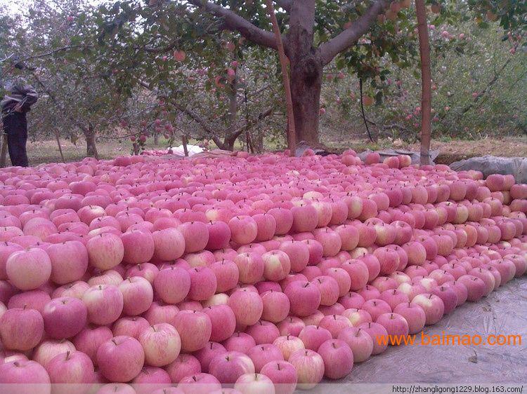 。请问;山东烟台栖霞苹果批发多少钱一斤?-山