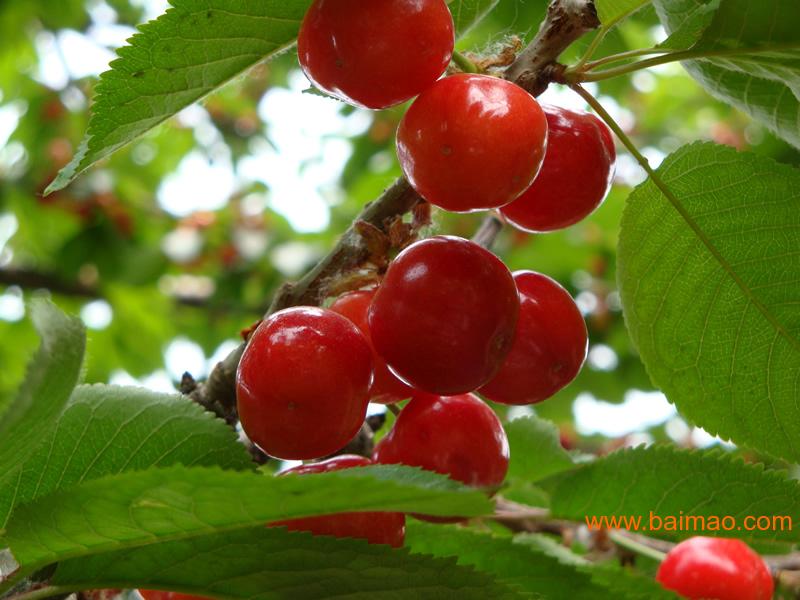 哪儿有精品烟台大樱桃果批发市场批发–哪儿有