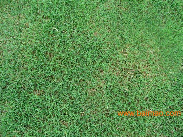 供应湖北草坪武汉草坪黄石草坪十堰草坪宜昌草