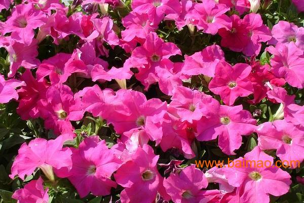 卖家 农业 花卉植物 室外植物>草花 青州草花生产厂家 以下草花 青州