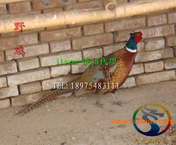 哈尔滨野鸡苗-投资小-农村致富项目