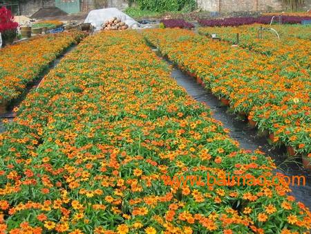 四季草花 山东四季草花价格 四季草花基地