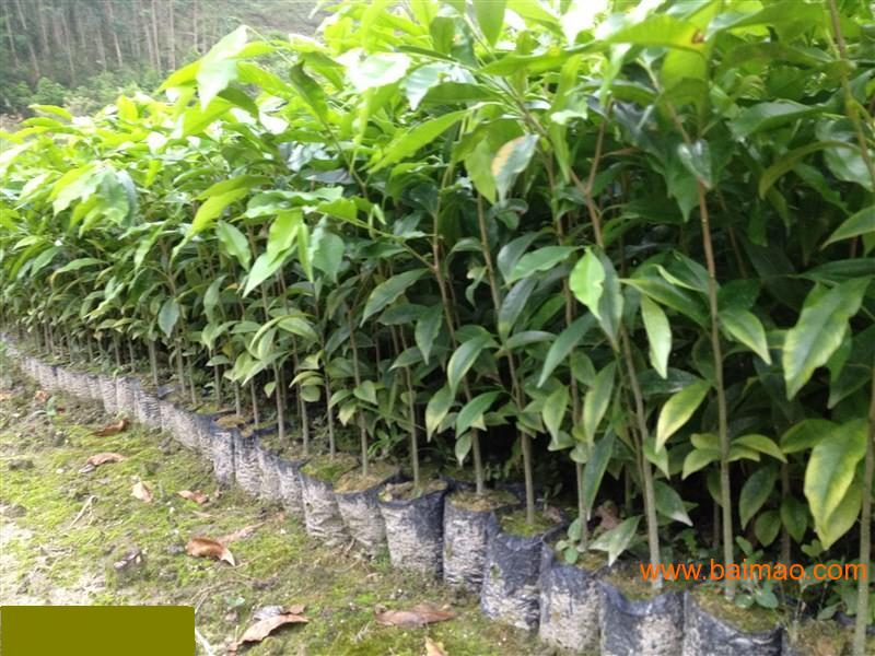 云南沉香苗-云南沉香树苗-云南优质沉香苗