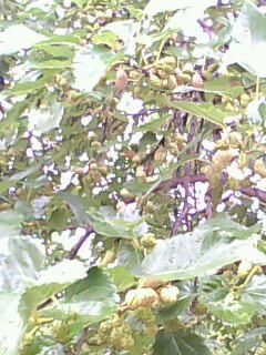 生桑葚新鲜 wKgAFFN9ZSuAdtBAAABhrOR4MsY879.jpg