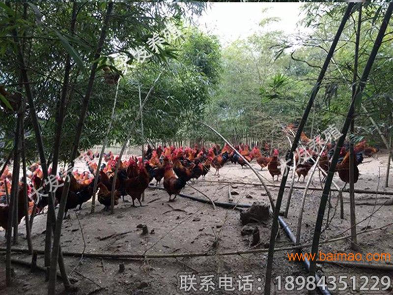 贵阳价格合理的香鸡苗2号供应：铜仁鸡苗