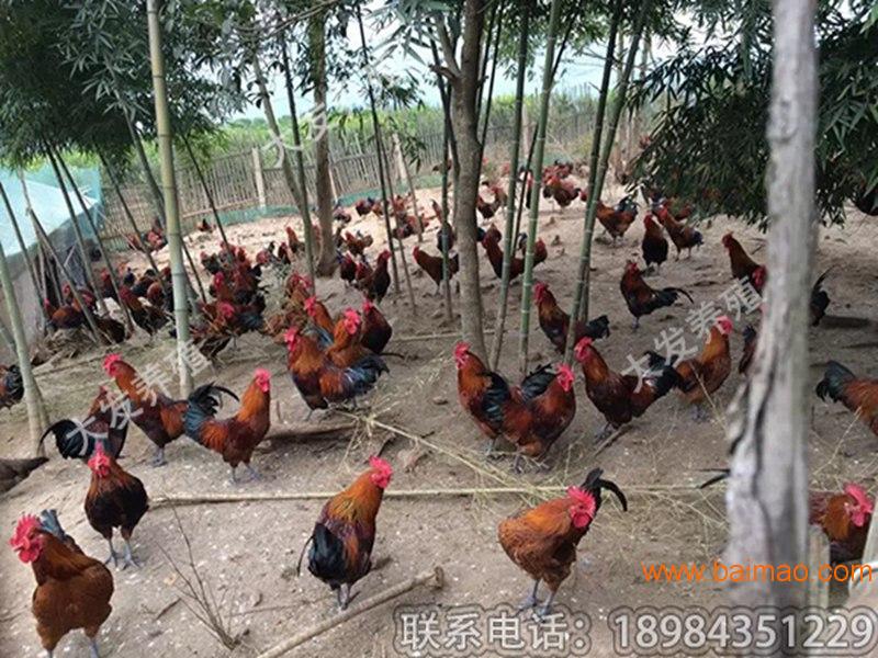 贵阳价格合理的香鸡苗2号供应：铜仁鸡苗