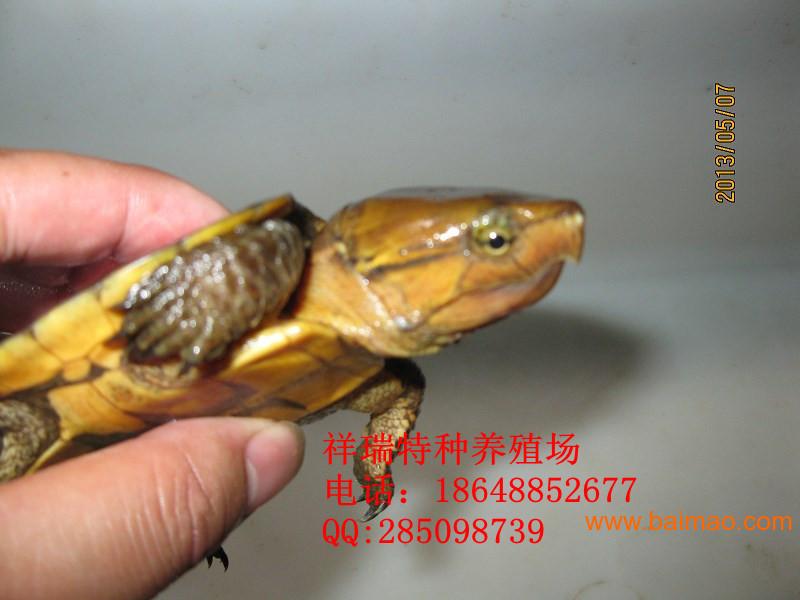 供应鹰嘴龟,供应鹰嘴龟生产厂家,供应鹰嘴龟价格 ...