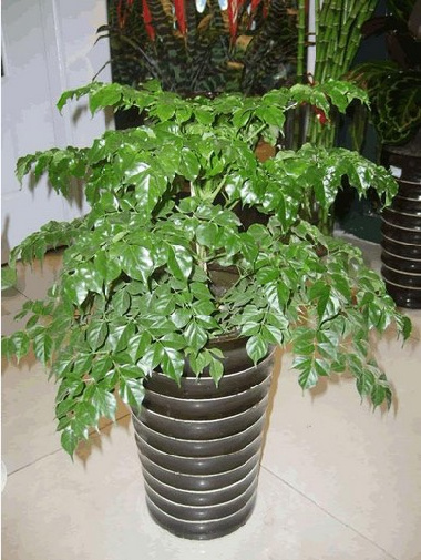 幸福树 室内植物 木本花卉