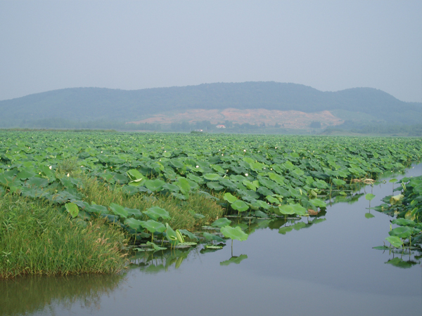 珍湖莲藕种苗批发 湖北莲藕种植基地湖北优质