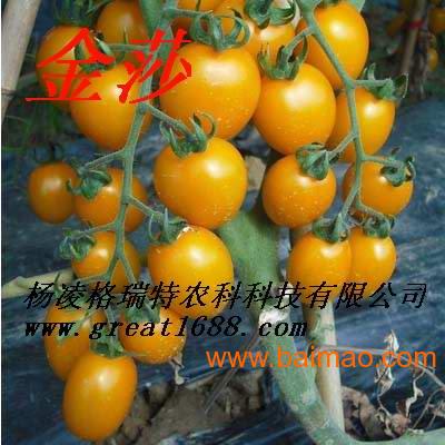 济南樱桃西红柿种子种类大全