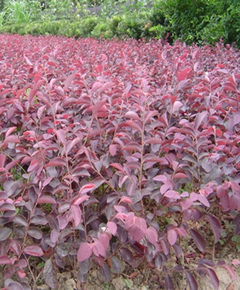 rubrum,为金缕梅科,檵木属檵木的变种,常绿灌木或小乔木.