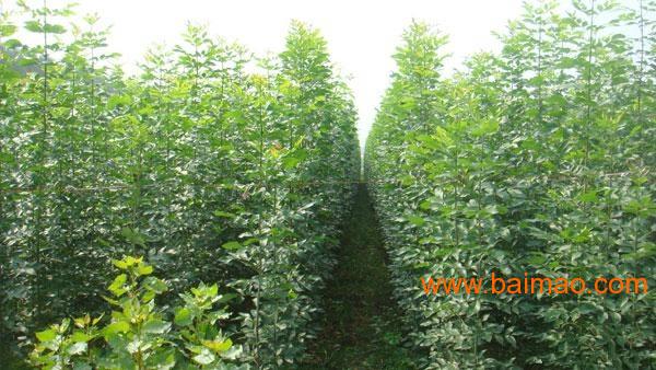 法桐树施肥日常注意事项,法桐树施肥日常注意