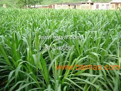 2019年经济作物啥价_2019种什么农作物最赚钱 有哪些比较好的项目(3)