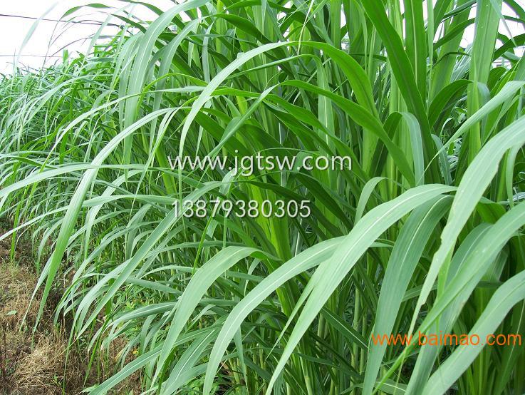 2019年经济作物啥价_2019种什么农作物最赚钱 有哪些比较好的项目(2)