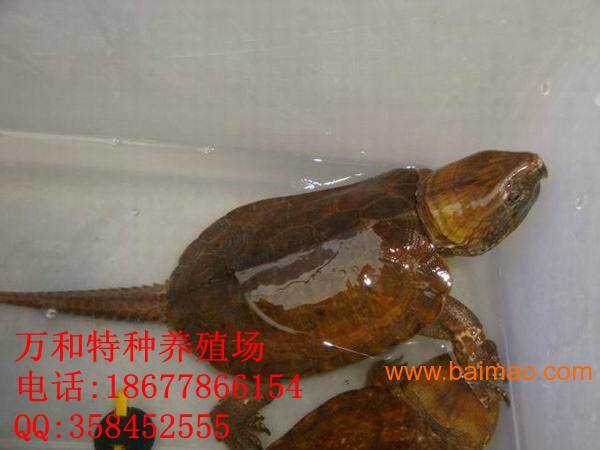 供应鹰嘴龟/大头龟/平胸龟/价格,供应鹰嘴龟/大头龟 ...