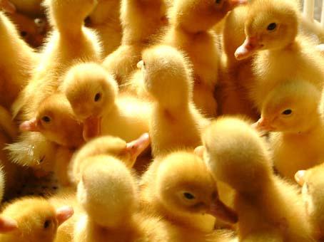 樱桃谷鸭苗、半番鸭苗、番鸭苗