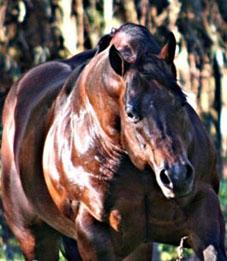 哪里能买到夸特马+哪家的夸特马最好