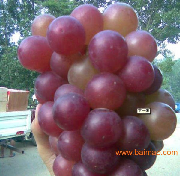 果农店字样图片_果农收入创新高