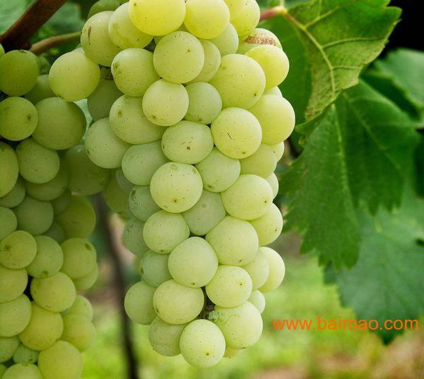 果农店字样图片_果农收入创新高