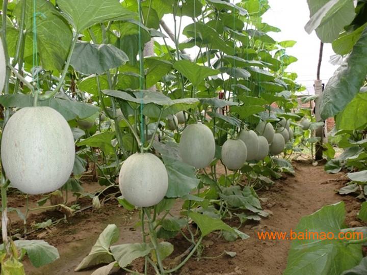 供应绿色果肉哈密瓜蜜优品哈密瓜欢迎选购