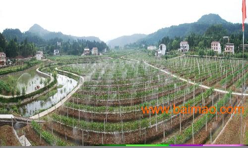 批发原产地纯正红心猕猴桃苗,具有广阔市场前