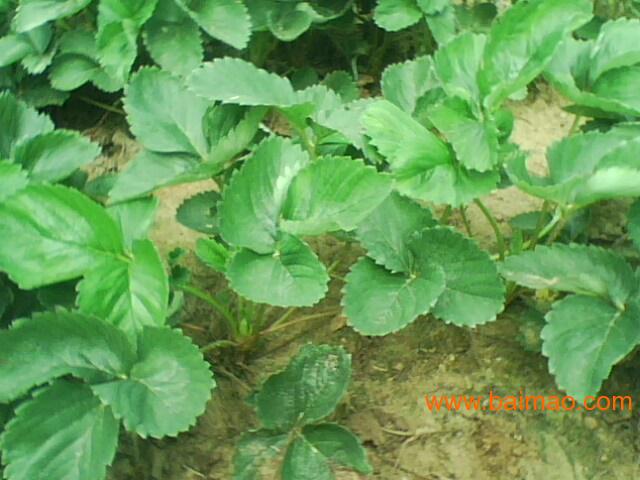 河北草莓苗,草莓苗基地,河北草莓苗,草莓苗基地