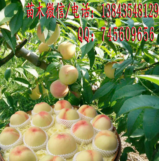 白桃苗 白桃树苗 耐寒桃树苗