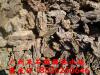 廣州及石雨大量批發水族造景石松皮石