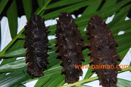 山东冻干海参批发 山东野生海参专卖 烟台海参