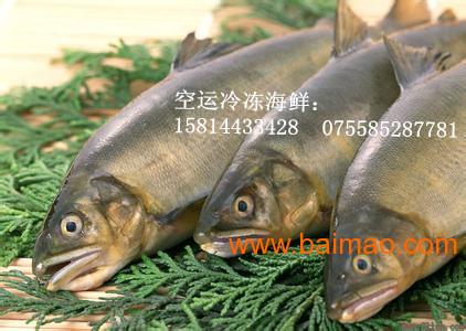 鱼类图片大全电子版 wKgAFFSY4tqAAgEPAAB2FCaL8MY746.jpg