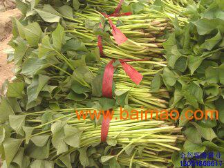 红薯种苗 红薯种,红薯种苗 红薯种生产厂家,红薯