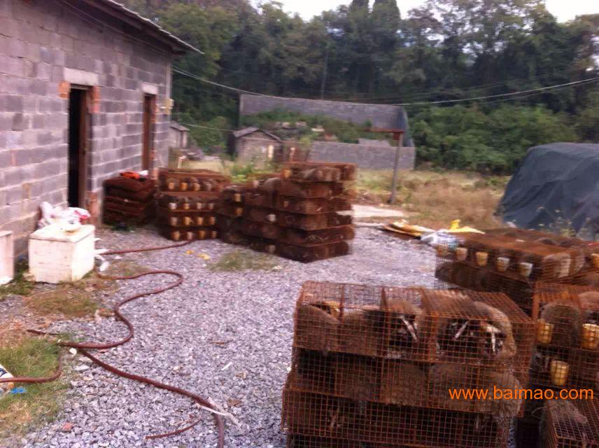 好的果子狸种苗供应尽在至诚果子狸养殖基地|