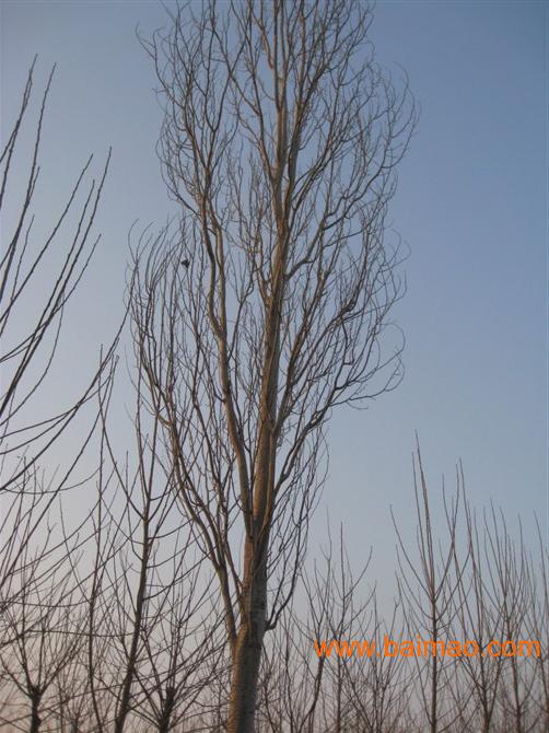 卖家 农业 花卉植物 室外植物 >窄冠毛白杨.山东雄性毛白杨.