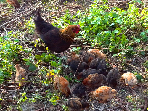 泉州土鸡养殖场,泉州土鸡养殖场生产厂家,泉州