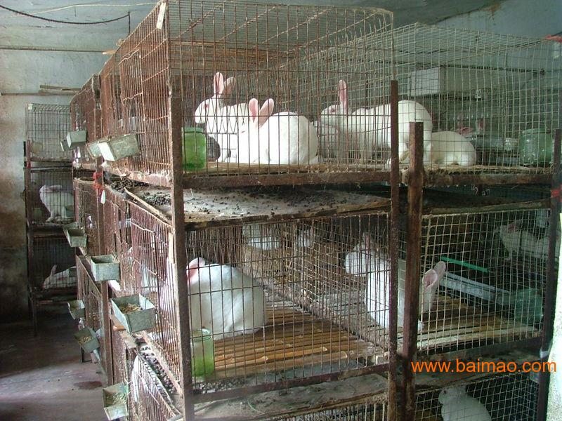 清远地区獭兔价格,广东地区养兔场具体位置,清