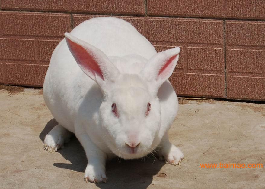 清远地区獭兔价格,广东地区养兔场具体位置,清