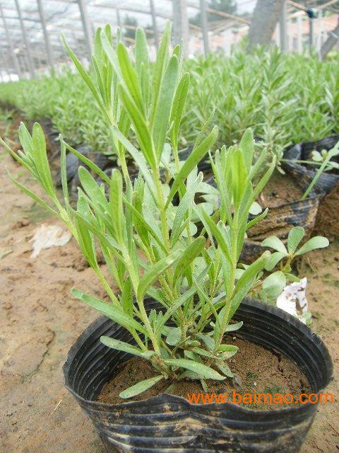 青州市瑞诚花卉苗木批发供应花卉营养土批发,