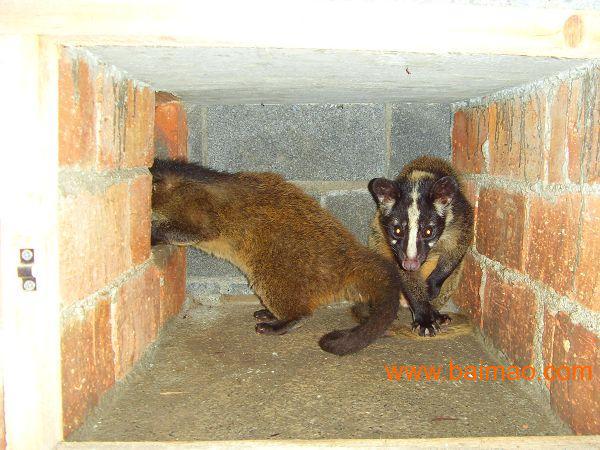 桂林果子狸_广西最知名的果子狸生产基地,桂林