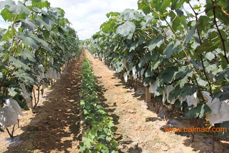 东莞香蕉袋 聊城地区质量硬的广东香蕉套袋,东