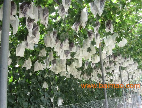 聊城哪里能买到价格合理的广东香蕉套袋,潮州