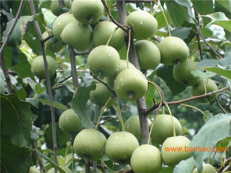 如何挑选大果枇杷 wKgAFFU6MTSAVnCjAAETD-3PVc8726.jpg