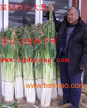大葱种子 品牌 家禄牌 葱籽 山东章丘大葱种子