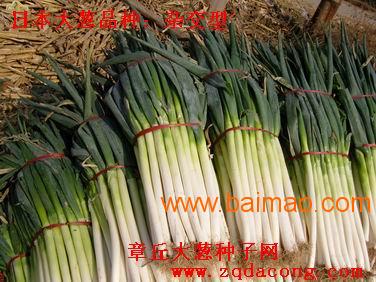 日本铁杆大葱种高产新品种 井冈一本长宝天光