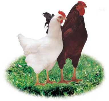 供应海兰褐鸡苗，供应海兰褐鸡苗生产厂家，供应海兰褐鸡苗价格 - 百贸网