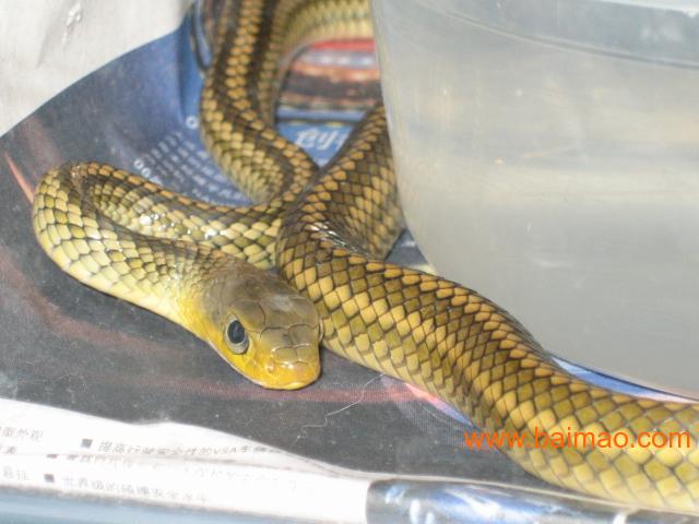 乌梢蛇(无毒蛇)蛇苗 特种养殖批发–乌梢蛇(无毒蛇)蛇苗 特种养殖厂家–乌梢蛇(无毒蛇)蛇苗 特种养殖供应商