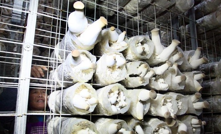 安平博天电焊网片厂苏州直销养蘑菇网片 置物