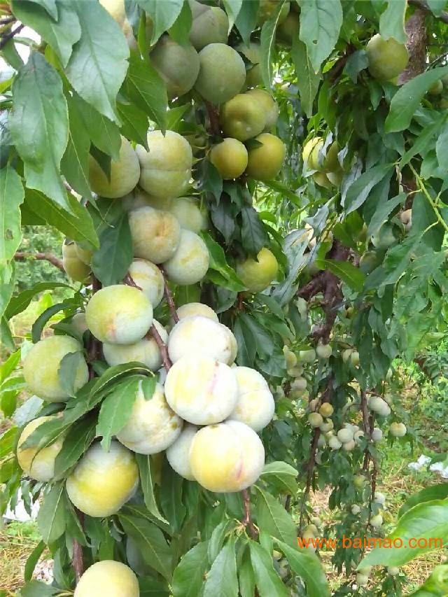 桂林三华李_优质的三华李苗出售,桂林三华李_