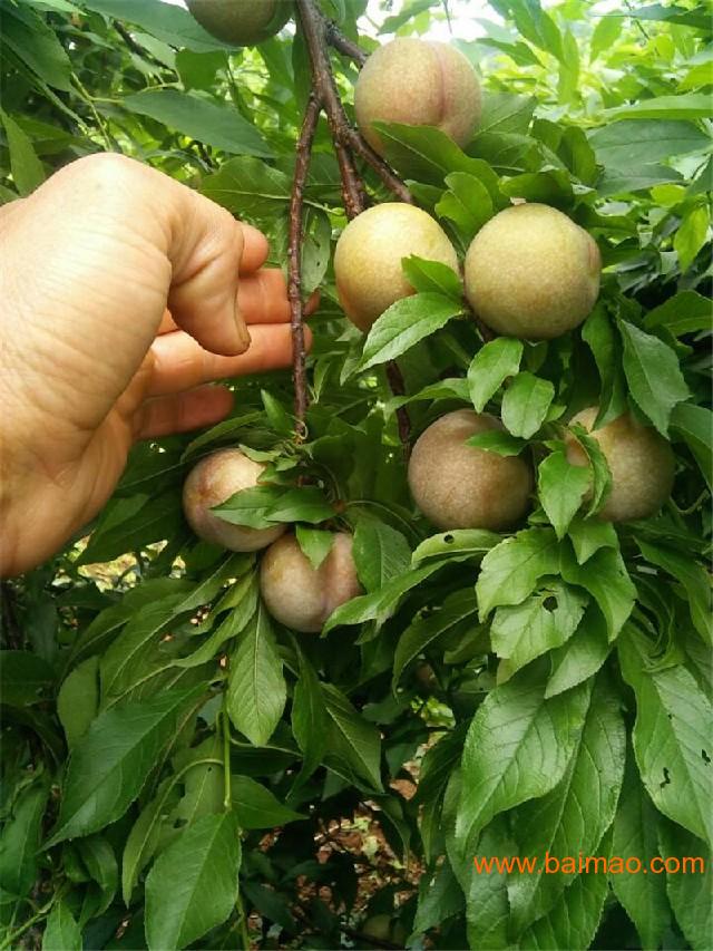 桂林三华李_优质的三华李苗出售,桂林三华李_