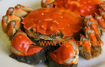 哪里的大闸蟹最大 wKgAFFgar1uAaUXbAABEanA_ZOA153.jpg