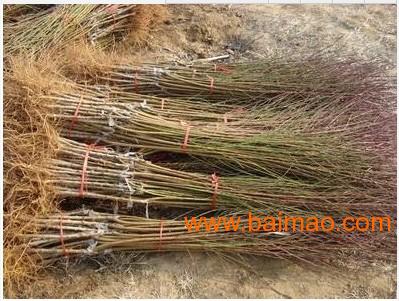 声誉好的沂蒙霜红桃树苗基地_阜阳沂蒙霜红桃